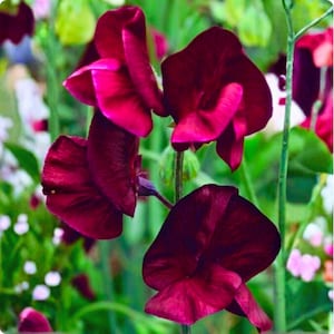 50+ Monty Don Sweet Pea Seeds | Heirloom Lathyrus odoratus | Fragrant Climbing Flower Seeds image 1