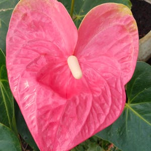 Anthurium seeds - Etsy 日本