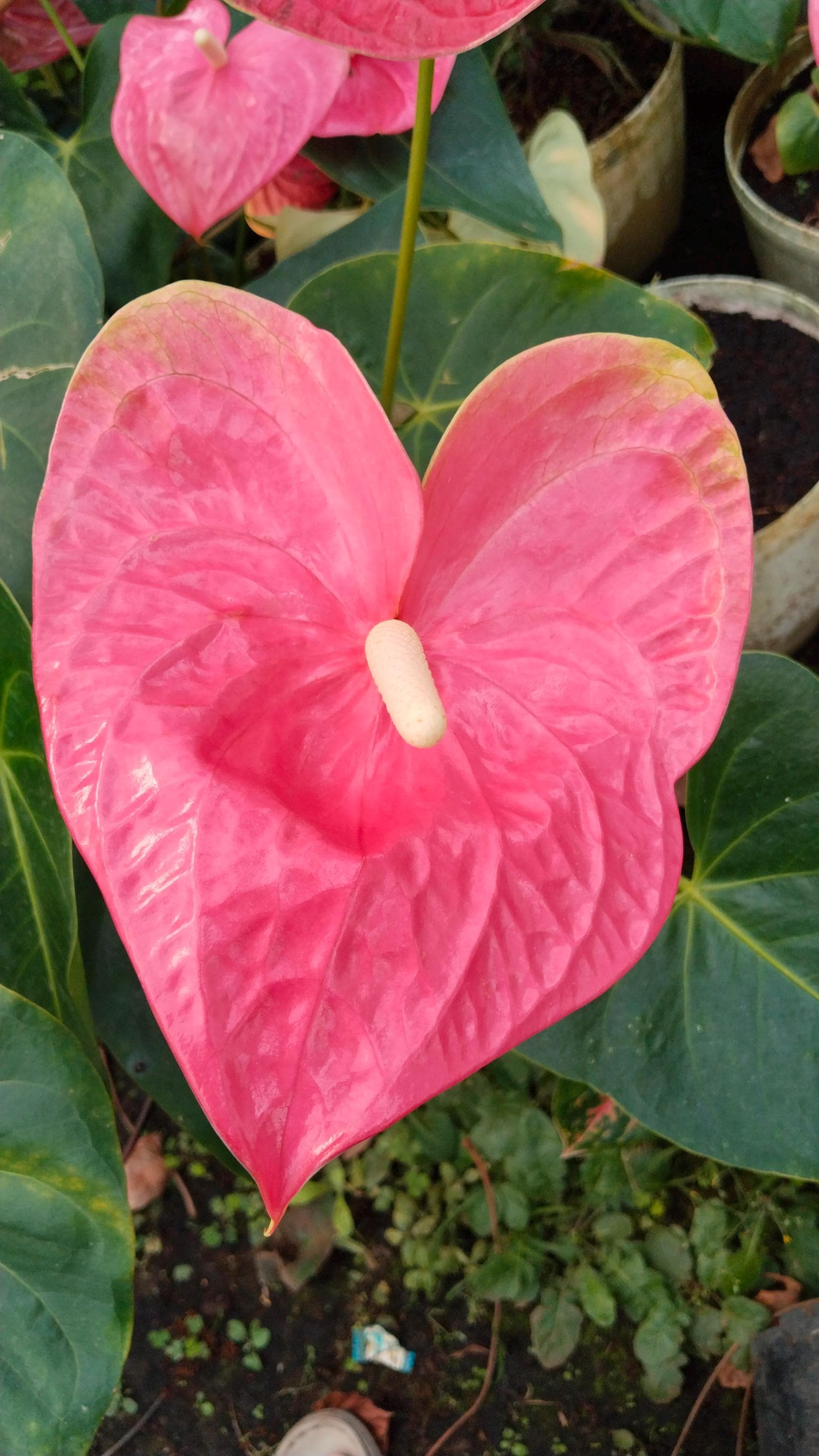 Anthurium seeds - Etsy 日本