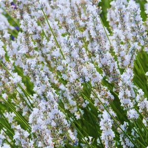 May include: Close-up of a field of white lavender flowers in full bloom. The flowers are densely packed on long green stems, creating a textured and visually appealing display. The image is well-lit, highlighting the delicate petals and vibrant green foliage.