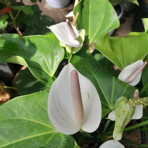 May include: Close-up of an Anthurium plant with large, heart-shaped green leaves. The flowers are white with a pink spadix. The plant is in a greenhouse setting, with other plants visible in the background.