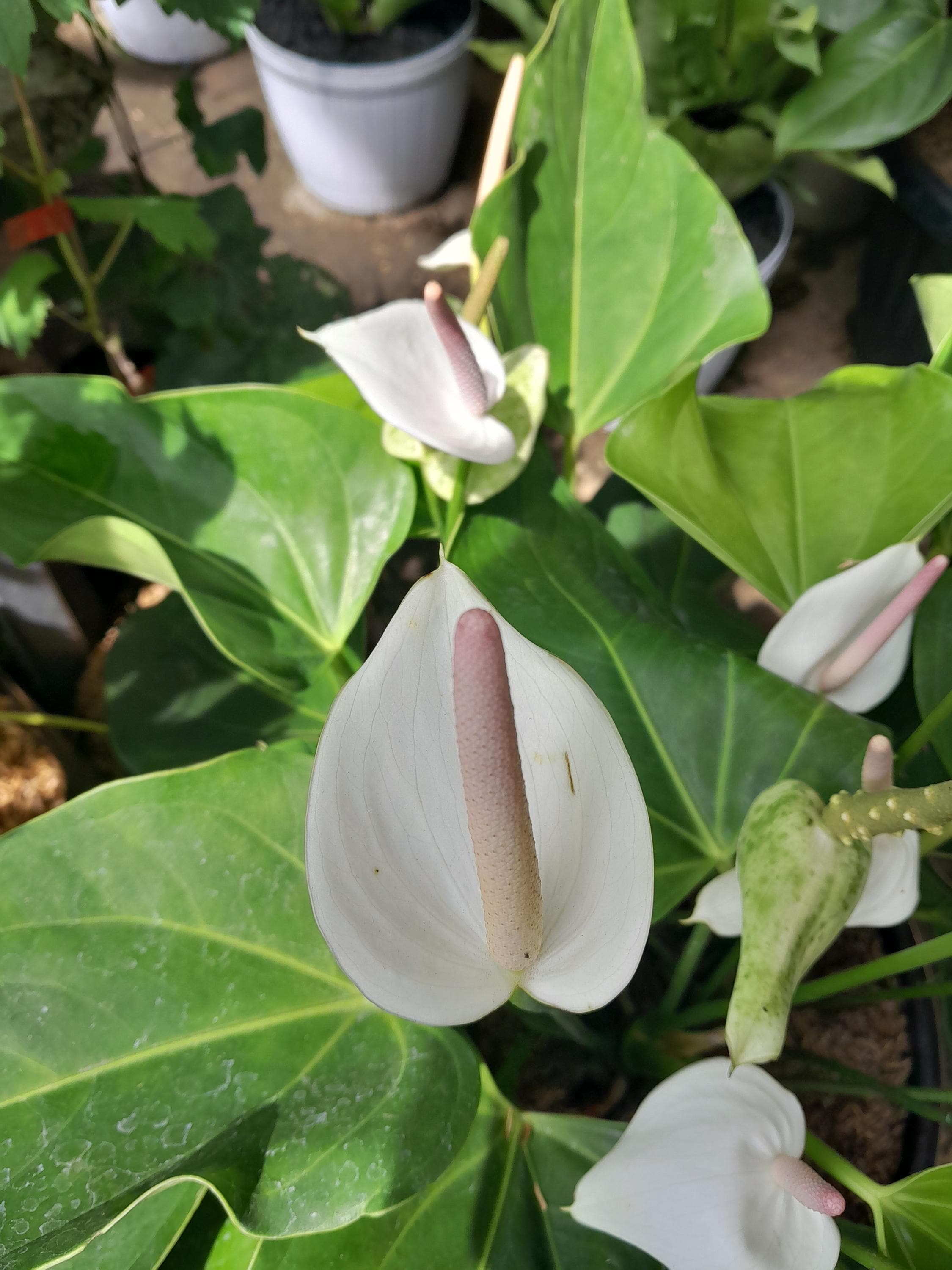 Rare anthurium - Etsy 日本