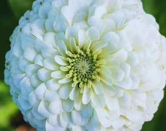Semillas de zinnia blanca de oso polar (más de 100) / Anual, color blanco puro, aptas para abejas