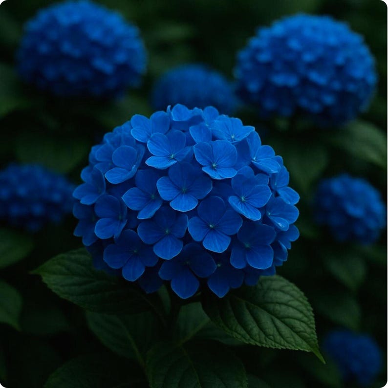 May include: Close-up of vibrant blue hydrangea flowers in full bloom. The spherical flower heads are composed of numerous small, delicate petals. Dark green leaves provide a contrasting backdrop, creating a visually striking image of nature's beauty.