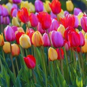 Puede incluir: Un vibrante campo de tulipanes en plena floración. Las flores muestran una gama de colores, incluyendo rojo, rosa, amarillo y morado. Los tallos y hojas verdes proporcionan un contraste. Una hermosa exhibición de la naturaleza.
