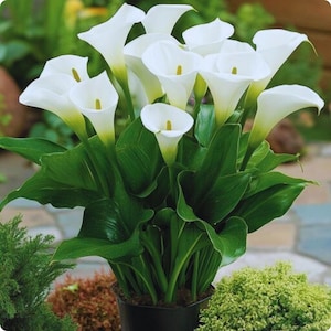 massive plant pots Campania International Concept Planter Verde / Large
