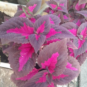 Pode incluir: Close-up de uma planta de cóleus com folhas vibrantes e estampadas. As folhas são de um bordô profundo com centros e bordas magenta marcantes. A planta é exuberante e cheia, com múltiplas folhas visíveis.