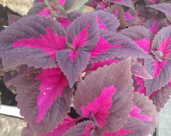 Nasiona Rainbow Coleus blumei (200) – rzadka, kolorowa roślina o liściach do doniczek i ogrodów zacienionych