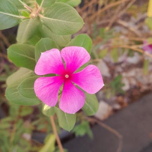 以下が含まれることがあります： 鮮やかなピンク色の花で、5枚の花びらがあり、中心は深い赤色です。緑豊かな葉の中で咲いています。花のつぼみは繊細な葉脈があり、自然の複雑なデザインを示しています。この画像は、開花植物の美しさを捉えています。