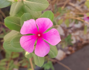 Può includere: Un vibrante fiore rosa con cinque petali, centrato da una tonalità rosso intenso, sboccia in mezzo a lussureggianti foglie verdi. I petali del fiore sono delicatamente venati, mostrando l'intricato design della natura. L'immagine cattura la bellezza di una pianta fiorita.