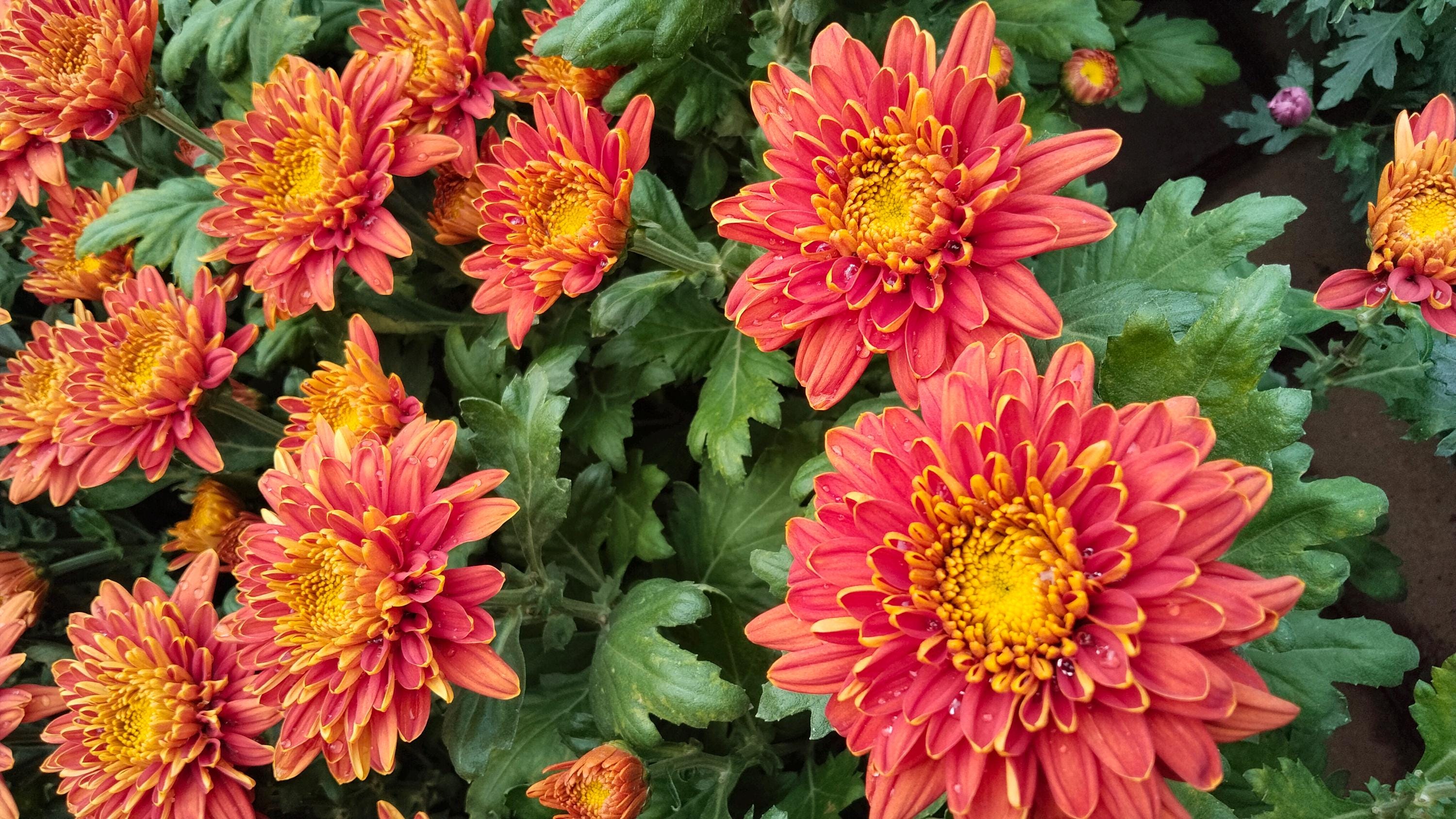 Orange Chrysantheme Blumensamen (50) - Leuchtend bunte Gartenblten,  einfach zu zchten - Etsy sterreich
