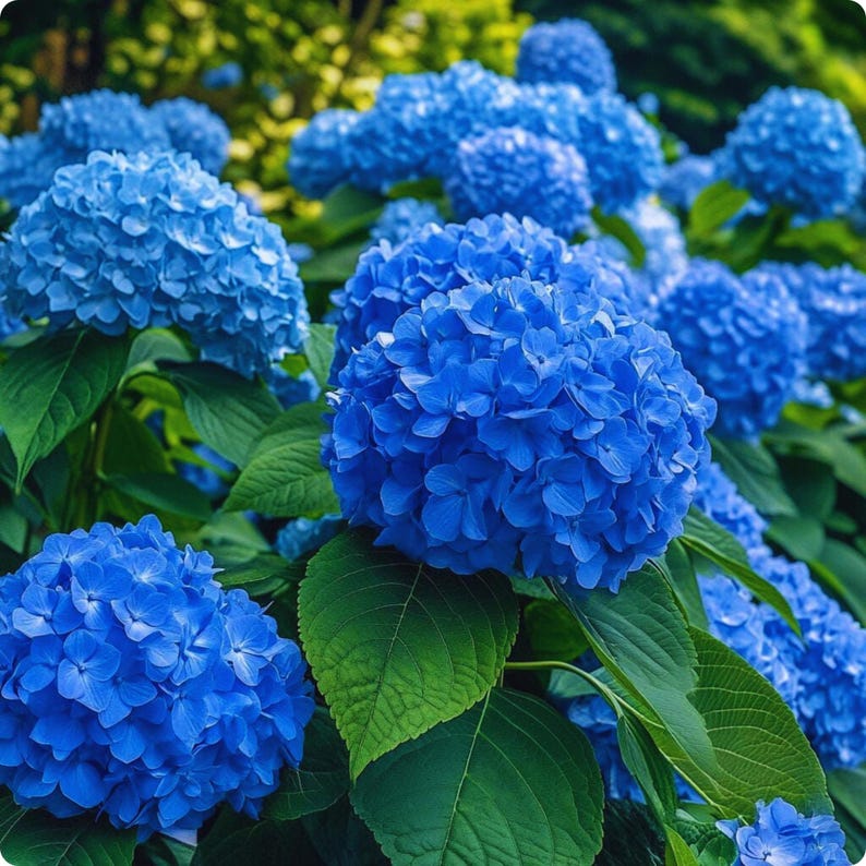 May include: A vibrant image of blue hydrangea flowers in full bloom. The flowers are a striking shade of blue, with lush green leaves providing a contrasting backdrop. The image captures the beauty of a garden setting.