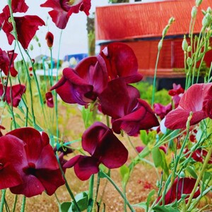 May include: Close-up of deep burgundy sweet pea flowers in full bloom. The petals have a velvety texture and a rich color gradient. Green stems and foliage provide a contrasting backdrop. The flowers are in a garden setting.