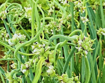 Ägyptische Leder Zwiebel Samen 25 | Non-GMO Perennial Garden Zwiebel