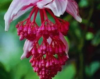 100 Medinilla Magnifica Seeds Pink Grape Orchid Flower Seeds for Tropical Garden Planting