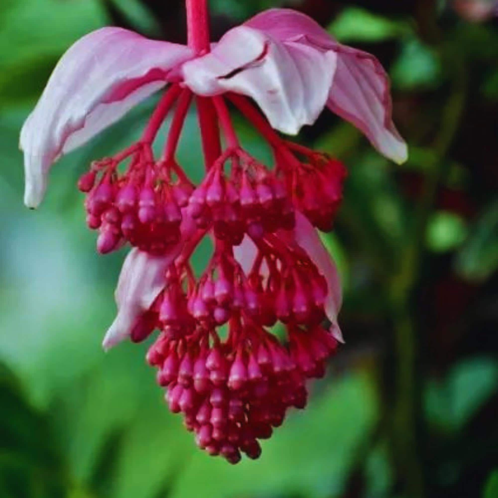 Medinilla magnifica - Etsy 日本