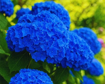 Deep Blue Hydrangea Seeds | Ornamental Perennial Flowers | 20 Seeds for Garden & Landscape Planting