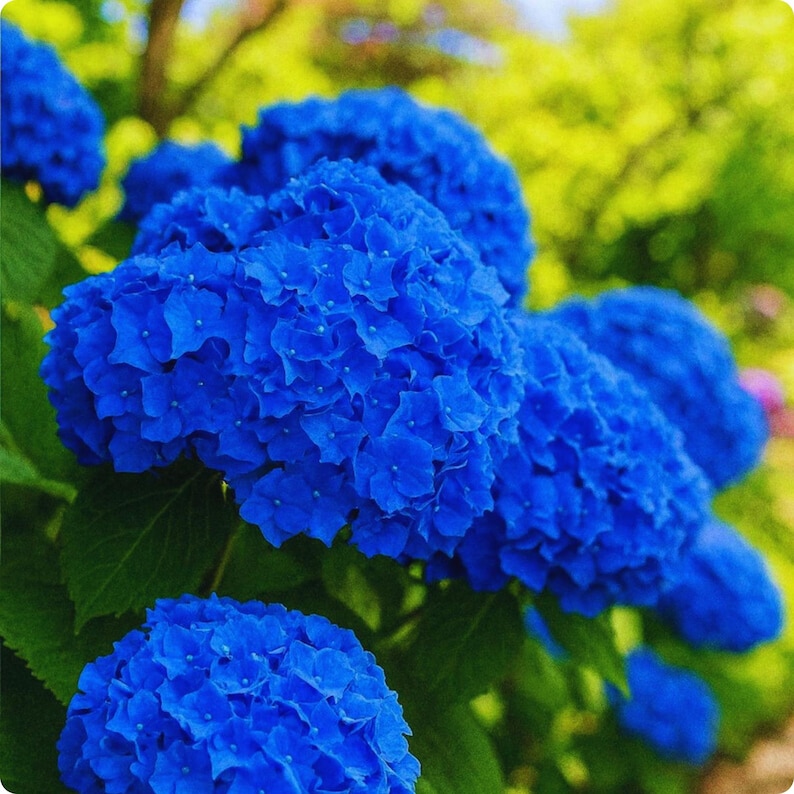 May include: Close-up of vibrant blue hydrangea flowers in full bloom. The flowers are clustered together, creating a dense, textured appearance. Green leaves and a blurred background of foliage add depth and contrast to the image.