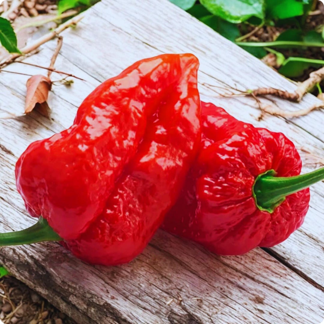 Ghost Pepper Seeds 50 - Heirloom Bhut Jolokia Chili Seeds Capsicum ...