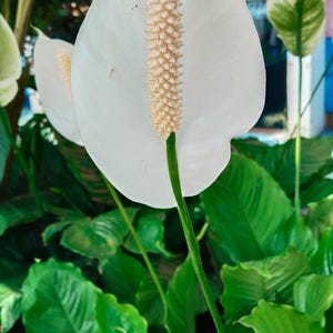 Spathiphyllum Seeds: 100 stuks Peace Lily kamerplant - elegante bloemenzaden voor binnen