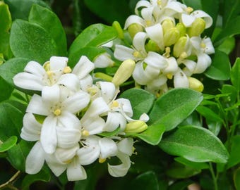 Semillas de jazmín Murraya paniculata (100) – Arbusto ornamental de flores blancas