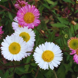 May include: Close-up of several daisy-like flowers with white petals and yellow centers. Some flowers have pink petals. The flowers are surrounded by green foliage and stems, creating a natural, vibrant scene.