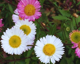 Erigeron karvinskianus Santa Barbara Daisy Seeds | 200  Perennial Flower Seeds | Garden & Container Plant