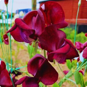 May include: Close-up of deep burgundy sweet pea flowers in full bloom. The petals have a velvety texture and a slight purple hue at the base. Green stems and leaves provide a contrasting backdrop to the rich, dark blooms.