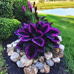 Puede incluir: Un vibrante arreglo de jardín con una planta de Calathea con llamativas hojas a rayas moradas y negras. La planta está rodeada por un borde de piedras de color claro, con un fondo de hierba verde y un pequeño estanque.