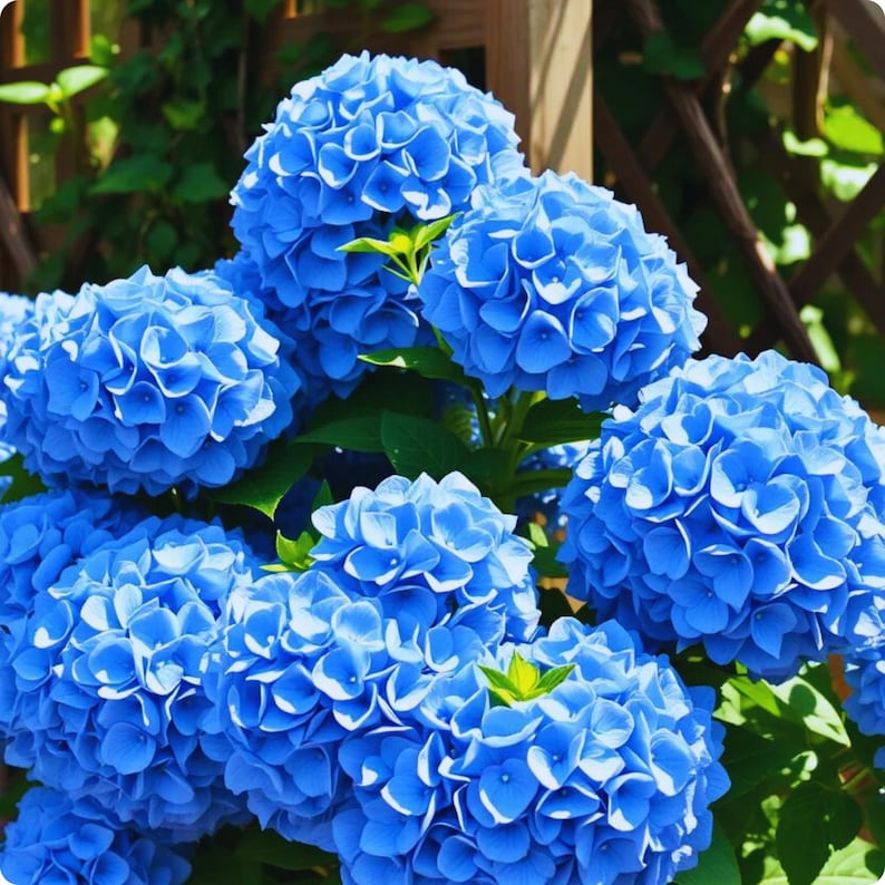 May include: A cluster of vibrant blue hydrangea flowers in full bloom. The image showcases multiple large, spherical flower heads with tightly packed petals. Green leaves provide a contrasting backdrop, with a wooden fence visible in the background.