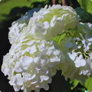 Pode incluir: Close-up de uma flor de hortênsia branca com múltiplas camadas de pétalas delicadas. A flor tem uma aparência macia e texturizada com toques de verde no centro. Folhas verdes são visíveis no fundo, com a luz solar criando sombras.
