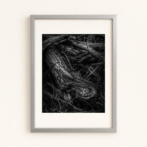 May include: Black and white framed art print featuring a close-up of tree roots and branches. The artwork is a monochrome photograph with a focus on texture and natural forms. The frame is silver.