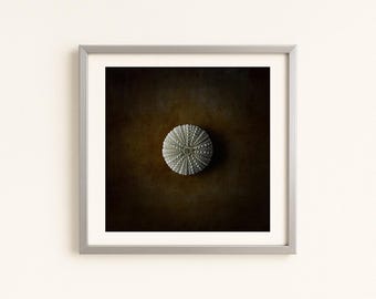 Sea Urchin Coelopleurus Exquisitus 28 Mm - Rare Marine Specimen