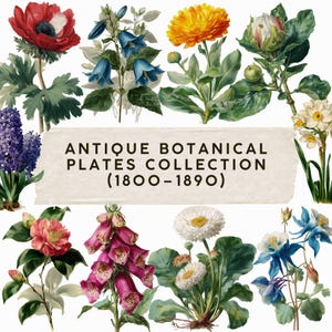 Pode incluir: Uma coleção de placas botânicas antigas com várias flores, incluindo anémonas vermelhas, sinos azuis e calêndulas amarelas. O texto na imagem diz "ANTIQUE BOTANICAL PLATES COLLECTION (1800-1890)". As ilustrações são detalhadas e coloridas.