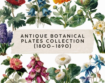 May include: A collection of antique botanical plates featuring various flowers, including red anemones, bluebells, and yellow marigolds. The text on the image reads "ANTIQUE BOTANICAL PLATES COLLECTION (1800-1890)". The illustrations are detailed and colorful.