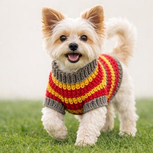 May include: A small, light-coloured dog wearing a red, yellow, and grey striped sweater. The dog is on green grass. The sweater has a ribbed collar and cuffs. The dog appears to be walking towards the viewer.
