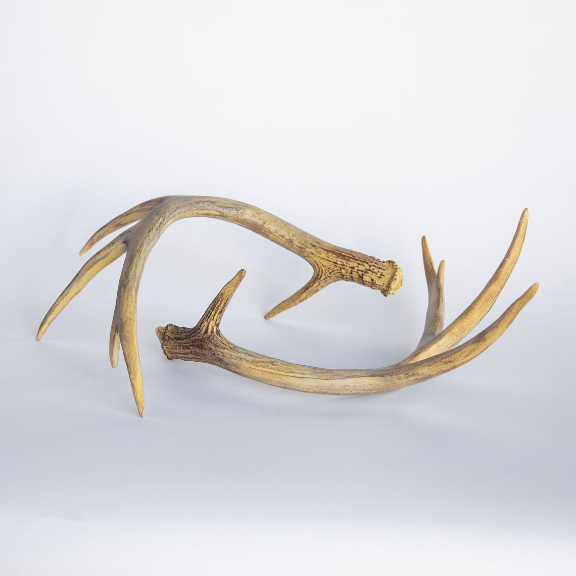Faux Taxidermy Large Antler Set Tabletop Decor Natural Etsy