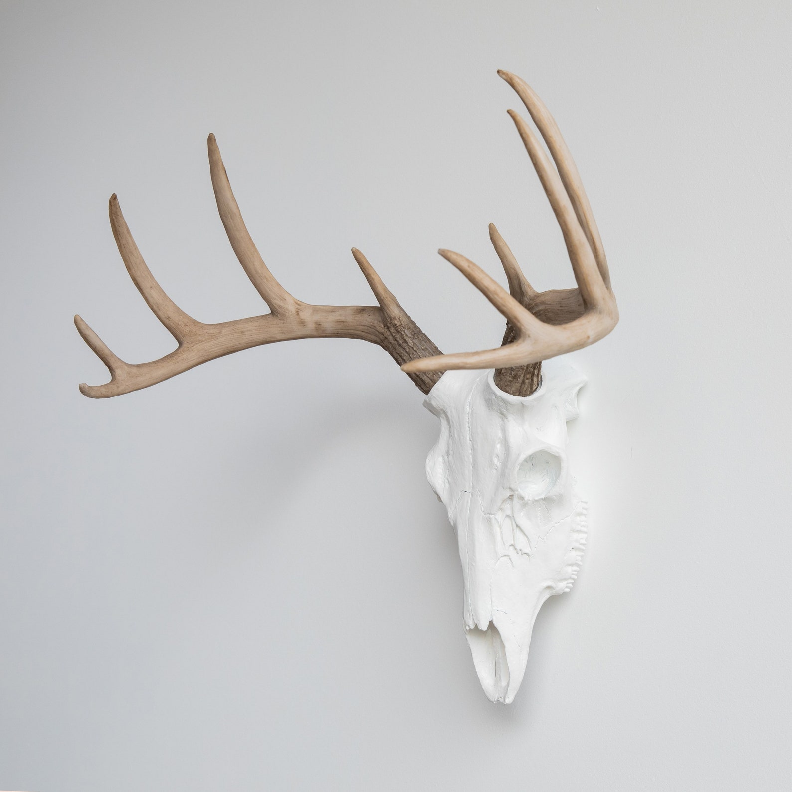 Crâne De Chèvre Domestique Avec Grandes Cornes - Taxidermie, Occasion, Pièce Ancienne