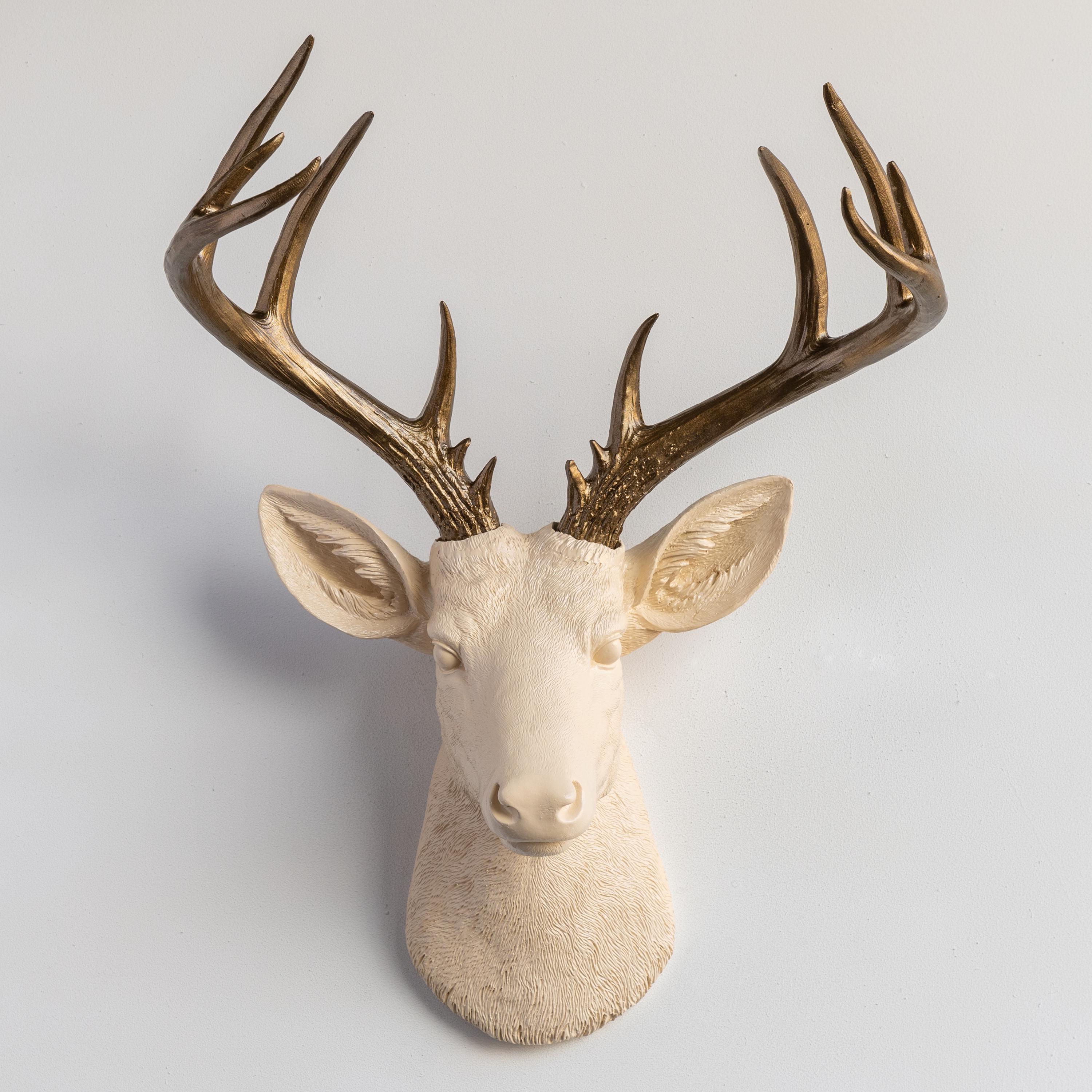 Red Stag Ivory Teeth On Elk DEER TEETH Red Deer Ivory Special