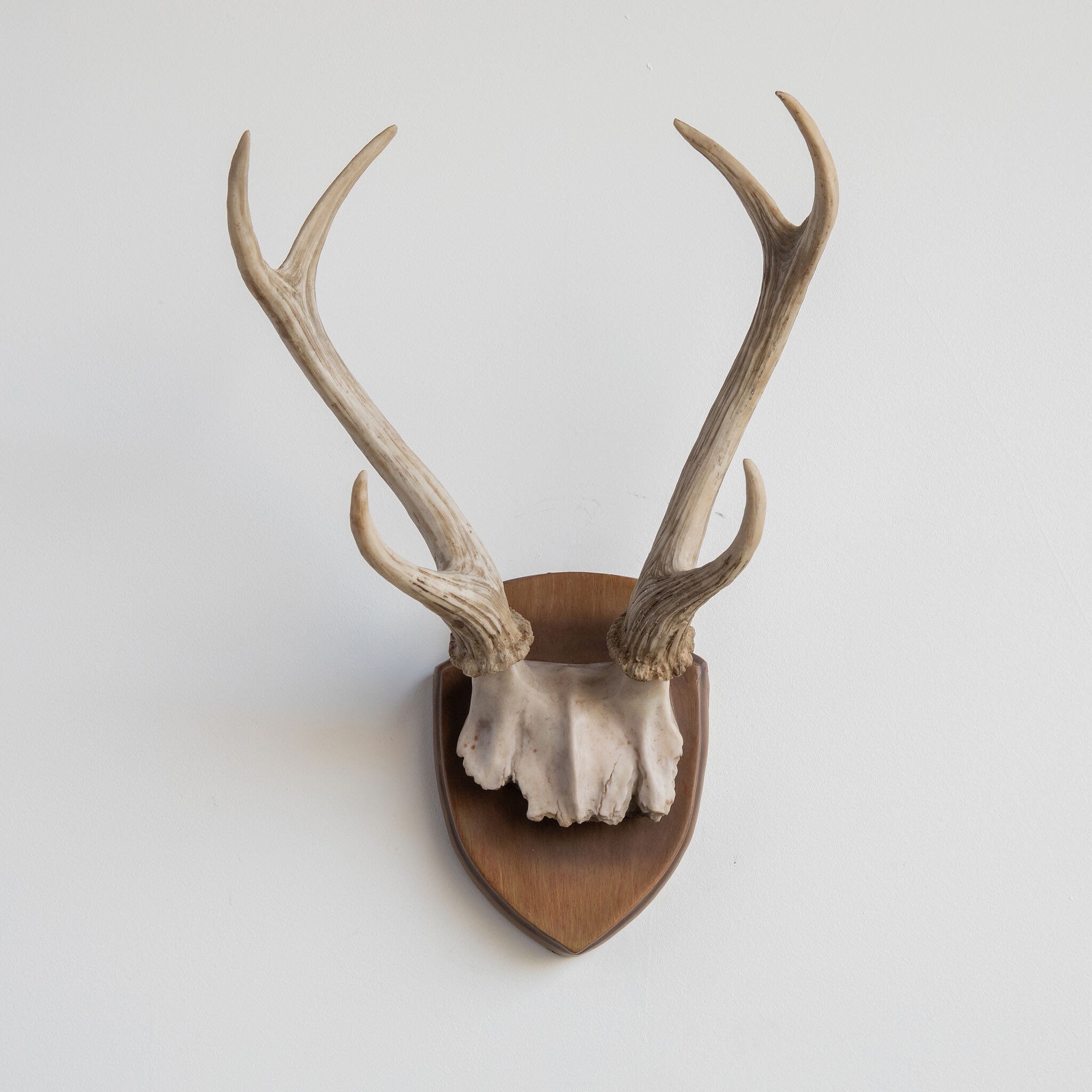 Antler bone cheap