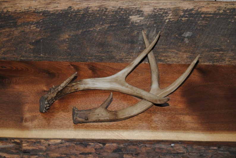 Pair of Antlers Faux Taxidermy Antler Decor Resin Etsy