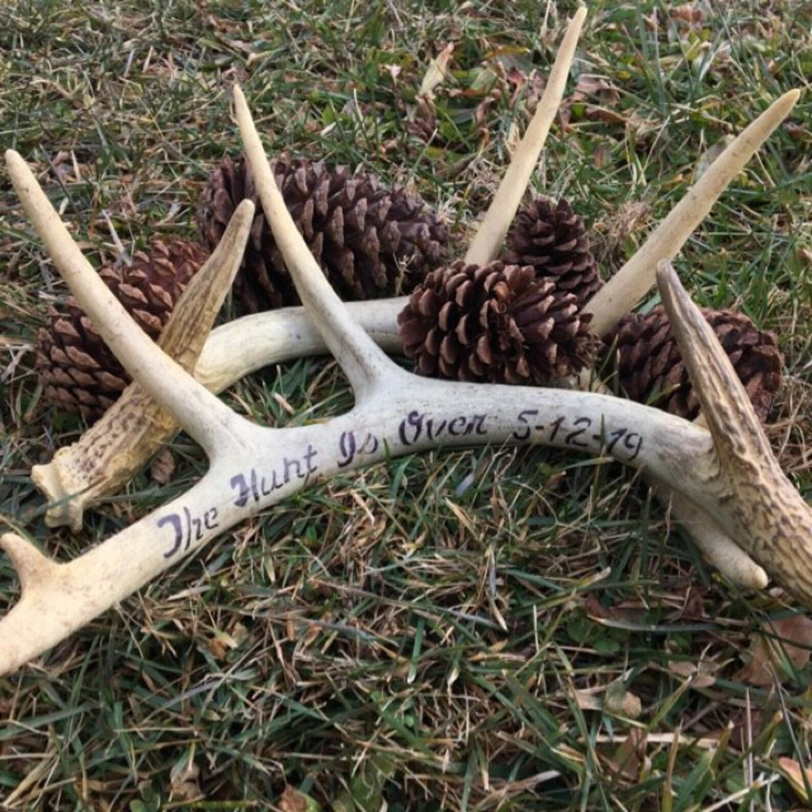 Unique Decorative Antlers 