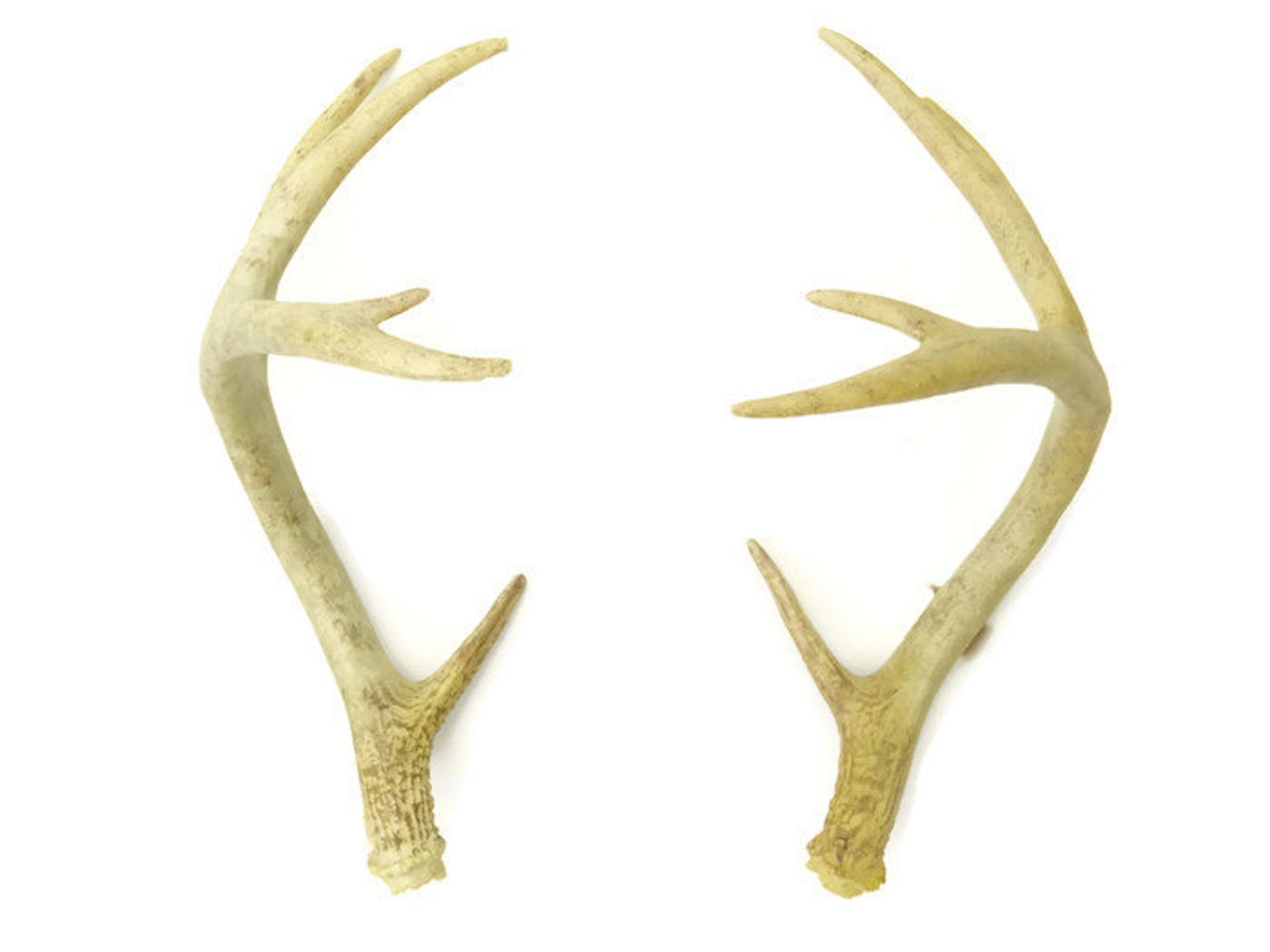 Pair of Replica Large Antlers Faux Taxidermy Antler Decor Etsy
