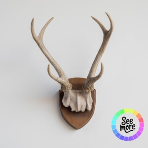 Faux Antler Trophy Mount: Resin Deer Skull Wall Decor