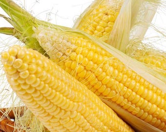 Hickory King Yellow Corn Seeds (50) – Heirloom Dent, Non-GMO