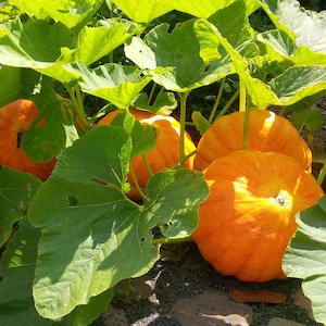 May include: Three orange pumpkins growing on a vine with large green leaves.