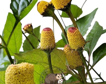 Toothache Plant Seeds, Spilanthes Oleracea, Heirloom - 60+ seeds