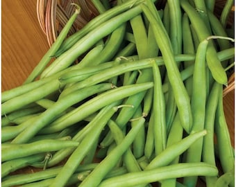 May include: A large collection of fresh green beans spilling out of a woven wicker basket. The beans are long, slender, and vibrant green in color, showing a smooth texture and tapered ends. They are piled together in a dense, overlapping arrangement.