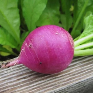 200+ seeds, Radish Seeds - Purple Plum, Vegetable seed, heirloom, open pollinated, outdoor gardening, cool season plant