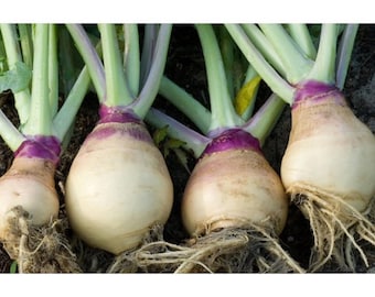 American Purple Top Rutabaga Seeds, Heirloom Vegetable - 150+ Seeds